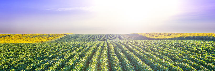Seguros Agrícolas